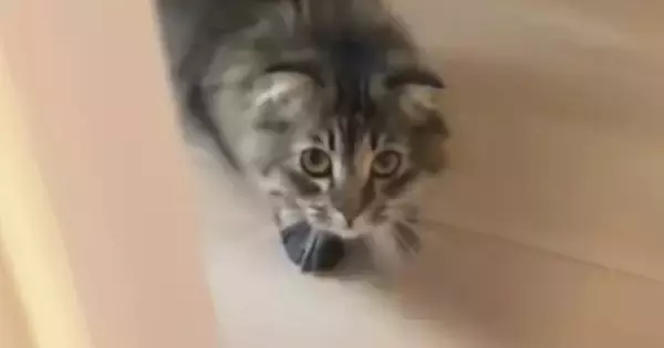 猫が『パック姿の飼い主』と遭遇した結果…あまりにも可愛らしい『リアクション』に爆笑「吹いたｗｗ」「顔覚えてるのかな」と29万再生