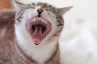 猫の『年齢』が表れる体の特徴5選　どんな違いがあるの？見極めるコツも解説