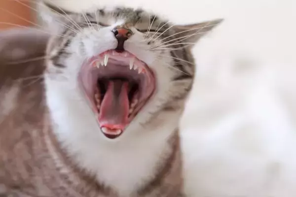 猫の『年齢』が表れる体の特徴5選　どんな違いがあるの？見極めるコツも解説