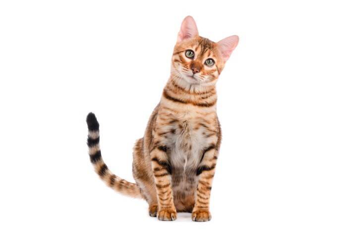 猫の『年齢』が表れる体の特徴5選　どんな違いがあるの？見極めるコツも解説