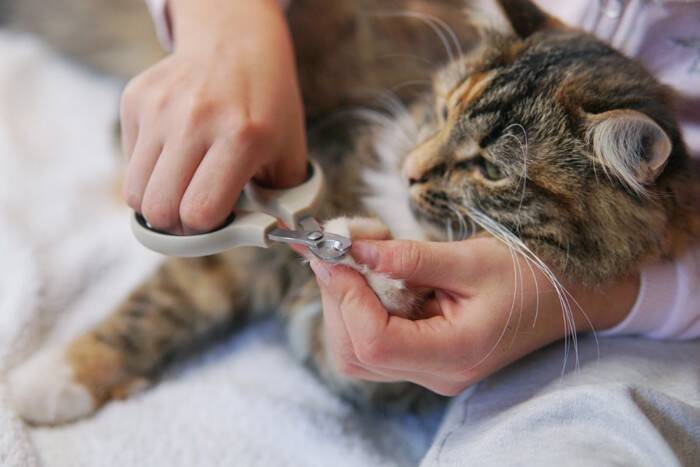猫の『年齢』が表れる体の特徴5選　どんな違いがあるの？見極めるコツも解説