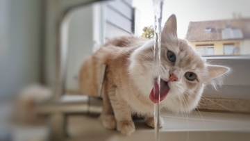猫が『蛇口の水』に夢中になる理由4選　なぜ流れる水を好むの？お皿では飲まないときの対処法も