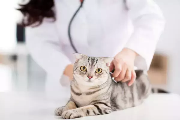 猫がかかると厄介な病気『アミロイドーシス』とは　あらわれる症状や治療法まで解説