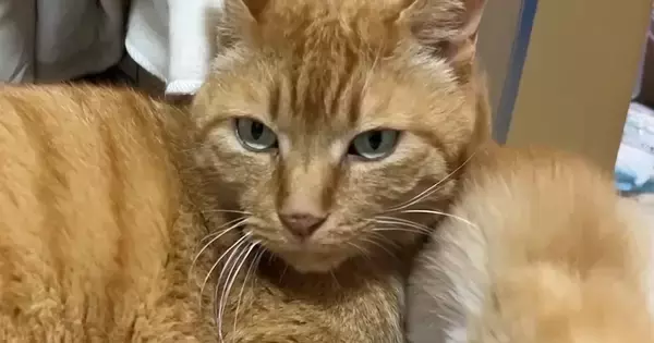 10年間の外暮らしを経て家猫になり1か月半→5匹の『保護子猫』がやってくると…驚きの『神対応』に「もうお父さんｗ」「産んだみたいなｗ」