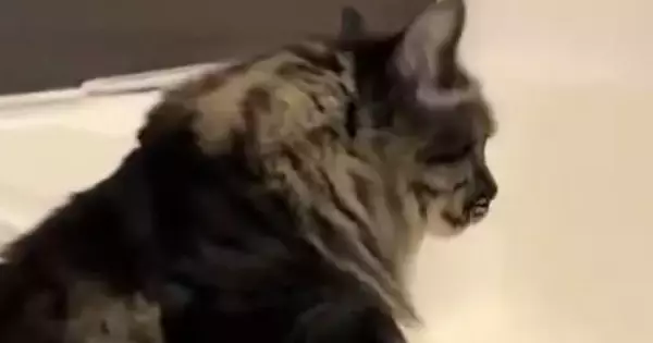 おしりが汚れてしまった猫→『お風呂場』に連れて行った結果…あまりにも賢い行動に2万いいね「いい子すぎる」「天才……！」と称賛の声