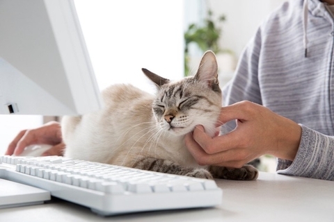 猫が『妬いている』ときにする仕草4選　見られがちな場面や接し方のコツ