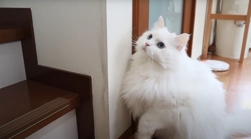 パパと息子が『お腹まわりのブラッシング』をしたら、猫が…優しい『怒り方』に癒される人続出「顔で笑ってしまった」「嫌だよね～」