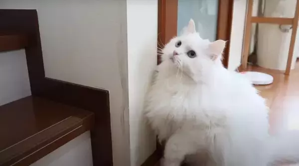 パパと息子が『お腹まわりのブラッシング』をしたら、猫が…優しい『怒り方』に癒される人続出「顔で笑ってしまった」「嫌だよね～」