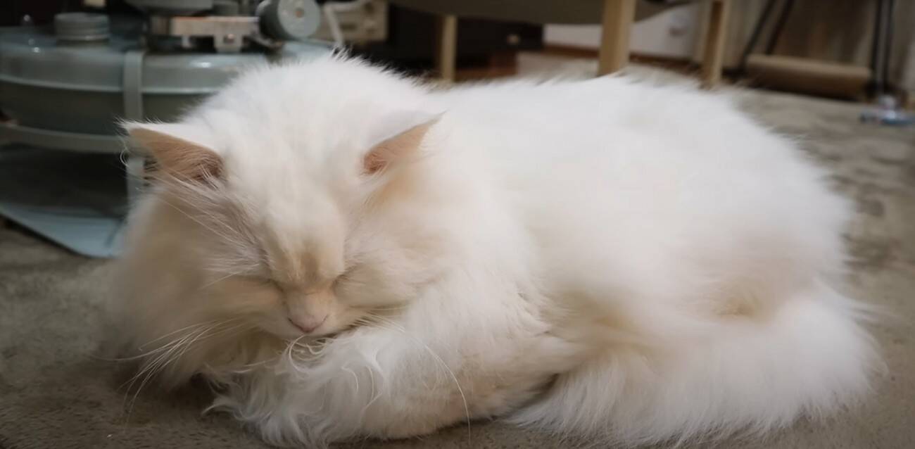 パパと息子が『お腹まわりのブラッシング』をしたら、猫が…優しい『怒り方』に癒される人続出「顔で笑ってしまった」「嫌だよね～」