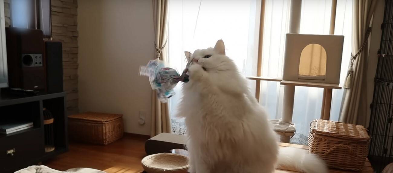 パパと息子が『お腹まわりのブラッシング』をしたら、猫が…優しい『怒り方』に癒される人続出「顔で笑ってしまった」「嫌だよね～」