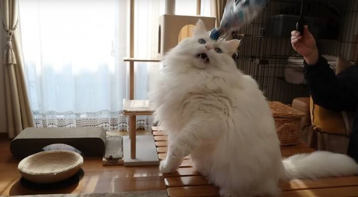 パパと息子が『お腹まわりのブラッシング』をしたら、猫が…優しい『怒り方』に癒される人続出「顔で笑ってしまった」「嫌だよね～」