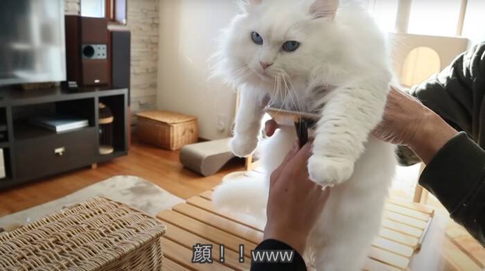 パパと息子が『お腹まわりのブラッシング』をしたら、猫が…優しい『怒り方』に癒される人続出「顔で笑ってしまった」「嫌だよね～」