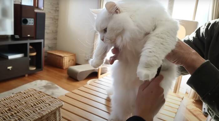 パパと息子が『お腹まわりのブラッシング』をしたら、猫が…優しい『怒り方』に癒される人続出「顔で笑ってしまった」「嫌だよね～」