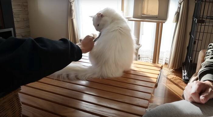 パパと息子が『お腹まわりのブラッシング』をしたら、猫が…優しい『怒り方』に癒される人続出「顔で笑ってしまった」「嫌だよね～」