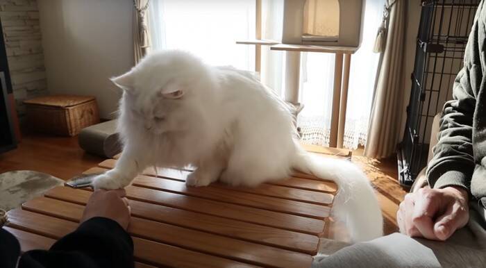 パパと息子が『お腹まわりのブラッシング』をしたら、猫が…優しい『怒り方』に癒される人続出「顔で笑ってしまった」「嫌だよね～」