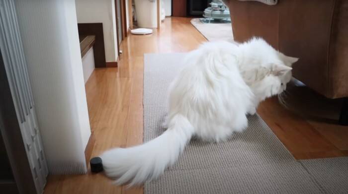 パパと息子が『お腹まわりのブラッシング』をしたら、猫が…優しい『怒り方』に癒される人続出「顔で笑ってしまった」「嫌だよね～」