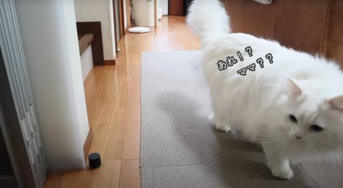 パパと息子が『お腹まわりのブラッシング』をしたら、猫が…優しい『怒り方』に癒される人続出「顔で笑ってしまった」「嫌だよね～」