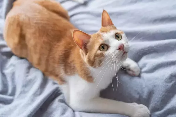 猫が『飼い主に嫌われている』と思ってしまう行動3選　シーン別の理由や適切な接し方も解説