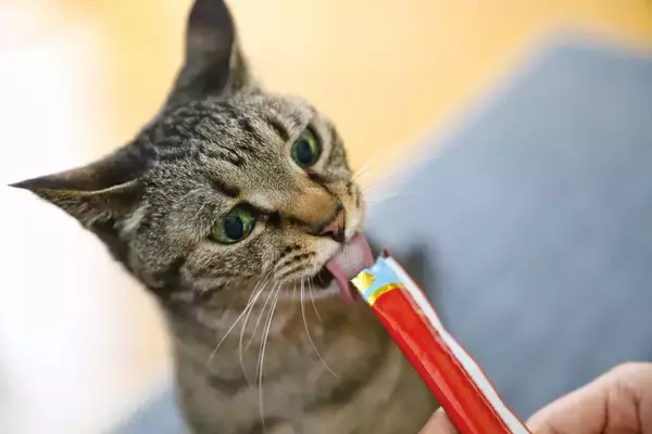 猫の「早食い競争」や「美人コンテスト」…各種ペット競技が盛んに　タイ