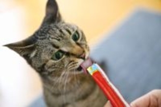 猫の「早食い競争」や「美人コンテスト」…各種ペット競技が盛んに　タイ