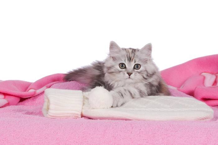 猫に起こりうる『冬のトラブル』6つ　ケガや病気の危険性から予防策まで