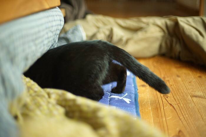 猫に起こりうる『冬のトラブル』6つ　ケガや病気の危険性から予防策まで