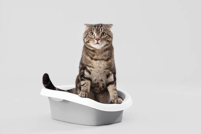 猫に起こりうる『冬のトラブル』6つ　ケガや病気の危険性から予防策まで