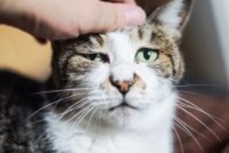 猫が飼い主を『嫌いになった』ときのサイン5つ　仲直りするためのコツもご紹介