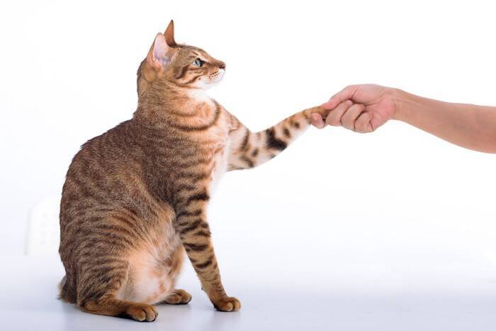 猫が飼い主を『嫌いになった』ときのサイン5つ　仲直りするためのコツもご紹介