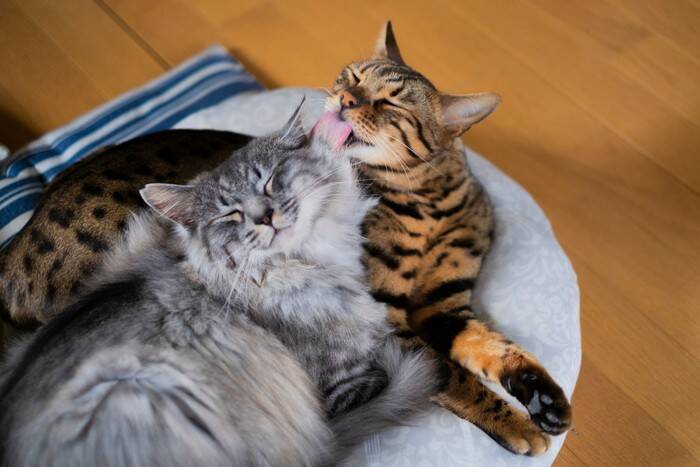 猫を『2匹同時』に迎えるメリットとデメリット6つ　多頭飼いを始める前に知っておきたいポイント