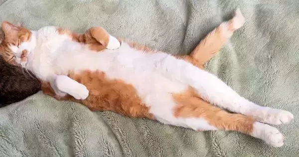 体をピンと伸ばして眠っていた猫→よく見てみると……思わず『目を疑う光景』が55万表示「100点満点の寝姿」「私も仲間に入りたい」