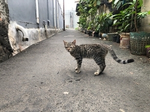 「愛猫が友達の輪を広げていく」　若者の“ひきこもり生活”を変えたコミュニティ　オーストラリア