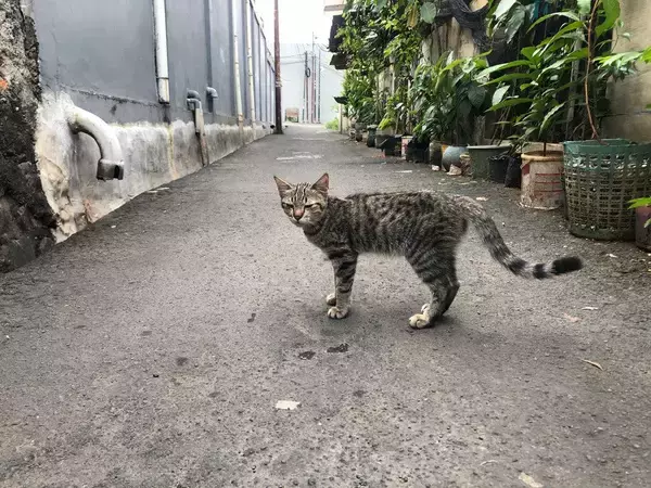 「愛猫が友達の輪を広げていく」　若者の“ひきこもり生活”を変えたコミュニティ　オーストラリア