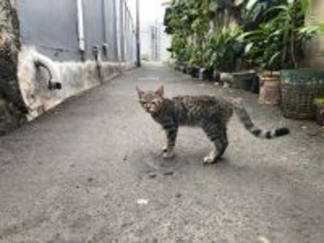 「愛猫が友達の輪を広げていく」　若者の“ひきこもり生活”を変えたコミュニティ　オーストラリア