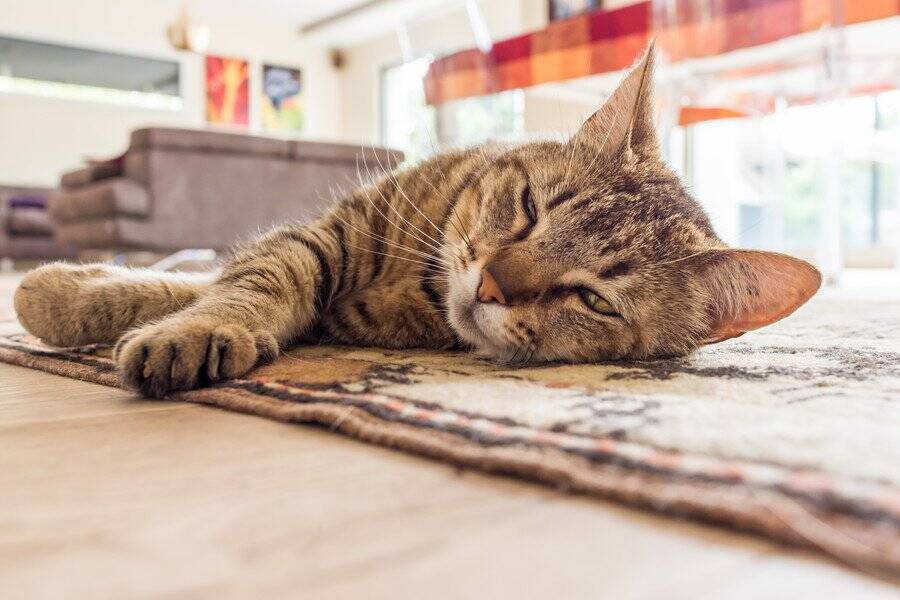 「愛猫が友達の輪を広げていく」　若者の“ひきこもり生活”を変えたコミュニティ　オーストラリア