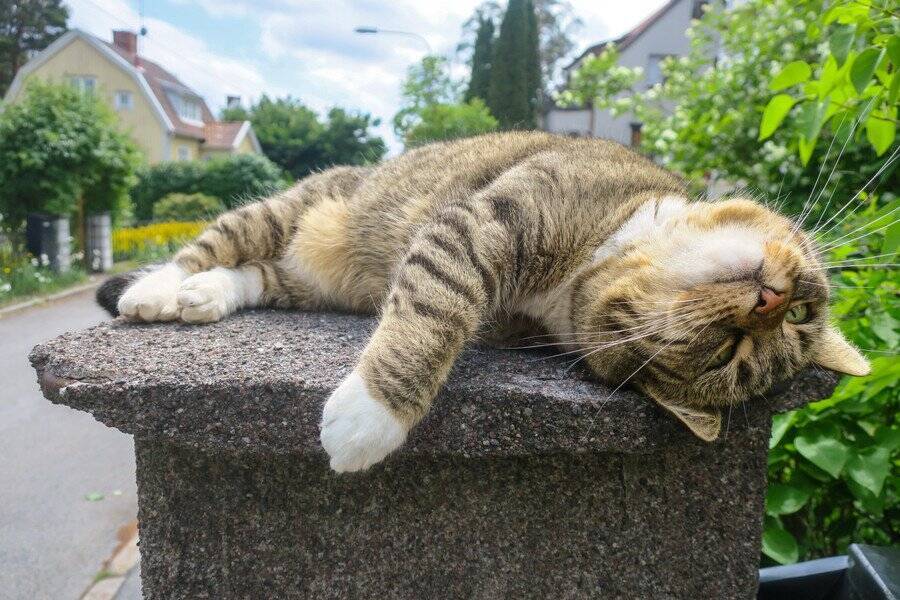 「愛猫が友達の輪を広げていく」　若者の“ひきこもり生活”を変えたコミュニティ　オーストラリア