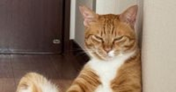 「おじさんの溜まり場？ｗ」廊下でくつろぐ2匹の猫→『とんでもない格好』で…爆笑必至の光景に1万いいね「素晴らしいシンクロｗ」「凄いｗ」