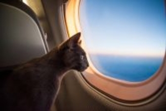 「猫は家族。絶対に置いていけない！」　中東の紛争地帯からペット45匹が避難を果たす　ギリシア