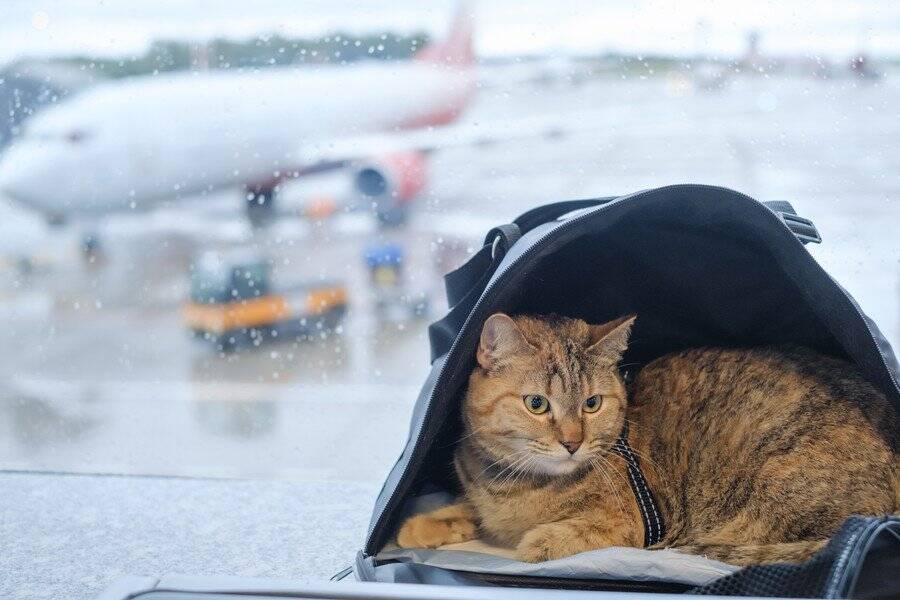 「猫は家族。絶対に置いていけない！」　中東の紛争地帯からペット45匹が避難を果たす　ギリシア
