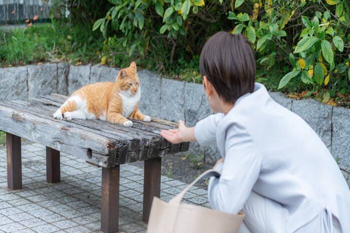 猫を飼えない人のための『猫愛の満たし方』5選　実はこんな楽しみ方も？満足感を高めるコツも