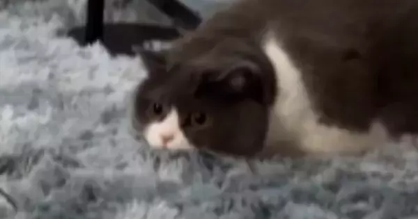 動く鳥のおもちゃを見つめていた猫→『飛びかかった』と思ったら…「ツッコまずにはいられないｗ」「声出して笑った」予想外の展開が23万再生