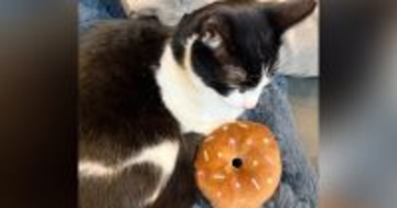 猫にドーナツのおもちゃをあげてみたら…数時間後→まさかの『尊すぎる光景』に２万いいね「ちゃんと使ってて可愛い」「すっかり相棒だね」