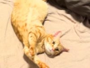 飼い主が帰宅しても姿を見せないネコ→探していると、人間用の羽毛布団に…『思わず笑ってしまう光景』に「ぬくぬくなんだろうなぁ」と反響