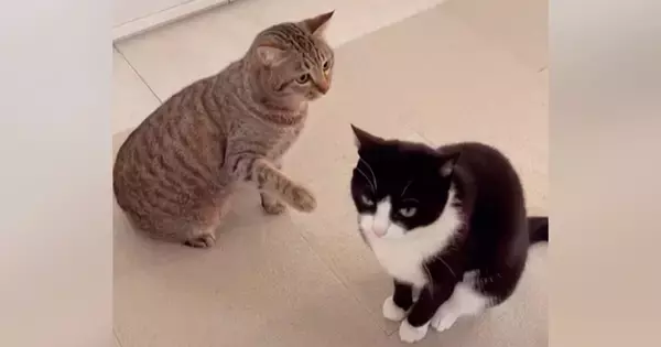 姉猫にかまってほしい妹猫→ちょっかいを出してみた結果…『微笑ましいやり取り』に癒される人が続出「遊んでほしいのかなｗ」「えいってｗ」