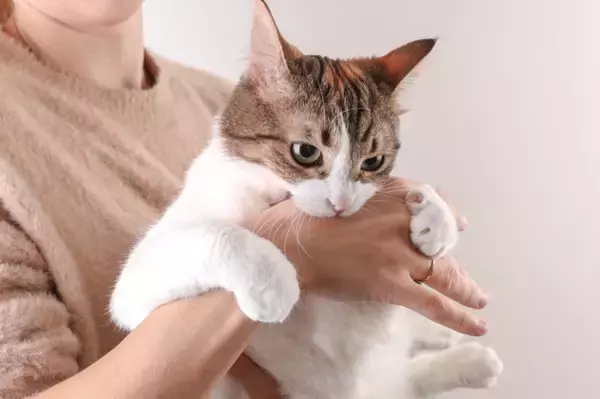 猫が前触れもなく『噛みついてくる』ときの原因5つ　行動の意味や適切な対処法も解説