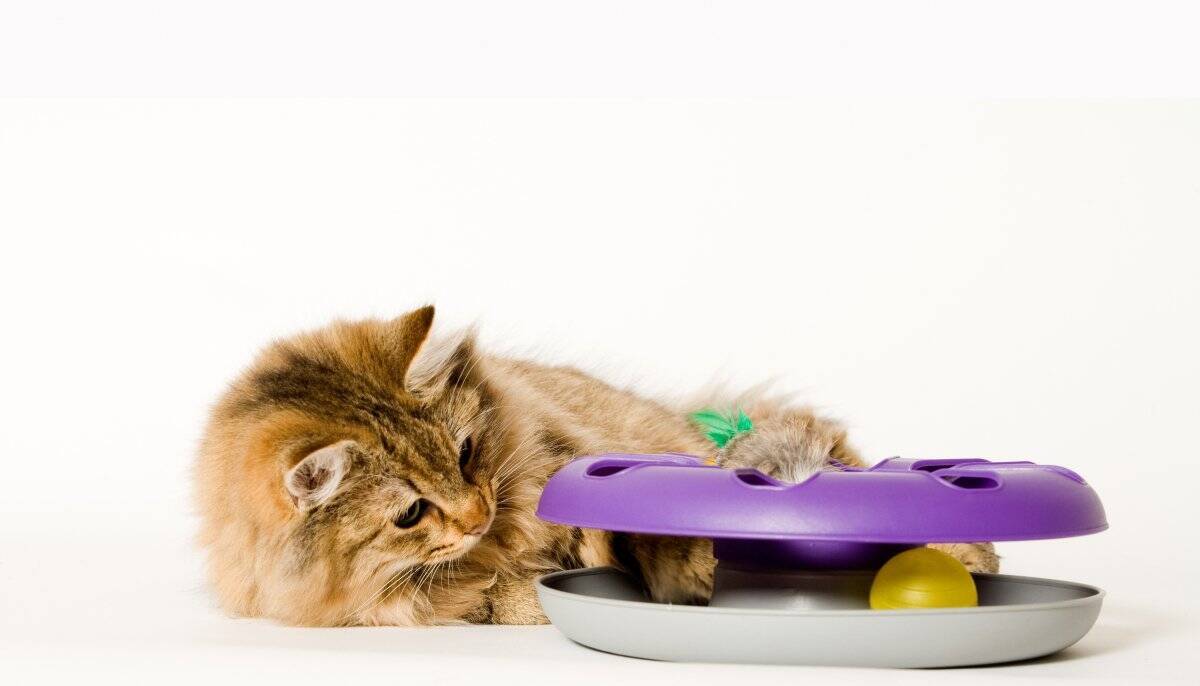 猫が前触れもなく『噛みついてくる』ときの原因5つ　行動の意味や適切な対処法も解説