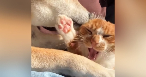 柴犬の熱心な毛づくろいに『怒っていた子猫』を見ていたら…可愛すぎる『まさかの変化』が53万再生「だんだん閉じていくｗｗ」「爆笑した」