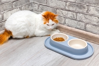 猫に食べさせるべきではない『危険なキャットフード』4つの特徴　健康への悪影響やフード選びのコツまで
