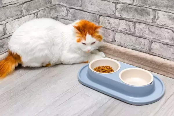 猫に食べさせるべきではない『危険なキャットフード』4つの特徴　健康への悪影響やフード選びのコツまで