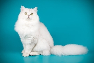 猫の『被毛の種類』はいくつあるの？5つのタイプ別の特徴やお手入れのコツまで解説